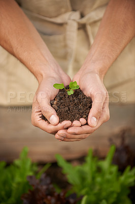 Buy stock photo Cropped closeup shot of a man cupping a small sprouting plant in cupped hands