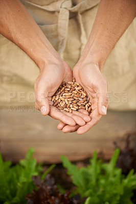 Buy stock photo Closeup, man and hands together with seeds for planting, growth and development in greenhouse. Male person, kneel and examine grains for setting, cultivation and produce of vegetables in nursery