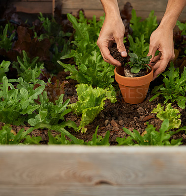 Buy stock photo Cropped shot of a man hands planting some leafy vegetables in a garden box
