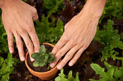 Buy stock photo Cropped shot of a man hands planting some leafy vegetables in a garden box