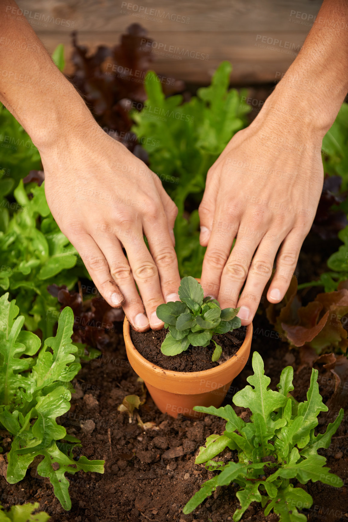 Buy stock photo Closeup, hands and plant in pot for gardening, hobby or reaction activity in nursery. Nature, growth and development of vegetables for sustainability, cultivation and agriculture in greenhouse