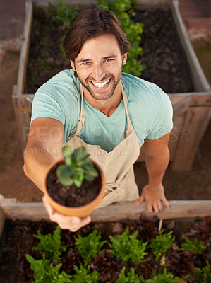Buy stock photo A handsome man wearing an apron offering you a pot plant in his nursery