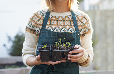 Buy stock photo Gardening, seedling and hands of woman with plants for landscaping, planting flowers and growth. Agriculture, nature and person for outdoor environment, growing vegetables and nursery in backyard