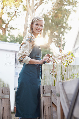 Buy stock photo Gardening, morning and portrait of woman in backyard with plants for landscaping, planting flowers and growth. Agriculture, nature and person outdoors for environment, ecology and nursery in garden