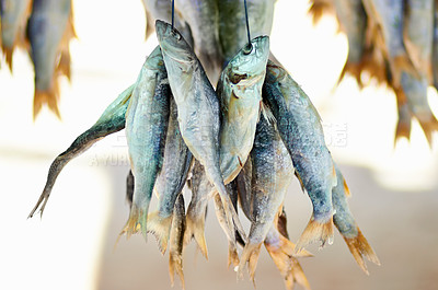 Buy stock photo Closeup shot of dead fish hanging in bunches