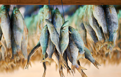 Buy stock photo Closeup shot of dead fish hanging in bunches