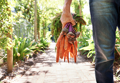 Buy stock photo A mature person walking along a garden path holding carrots and beetroots
