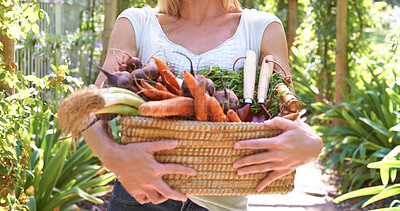 Buy stock photo A mature person holding a basket of freshly harvested vegetables