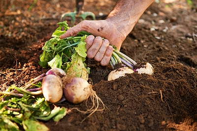 Buy stock photo Hand, radish and soil or gardening vegetables as small business production, agriculture or sustainability. Person, pull and healthy diet in ground or nutrition harvest, farming or organic environment