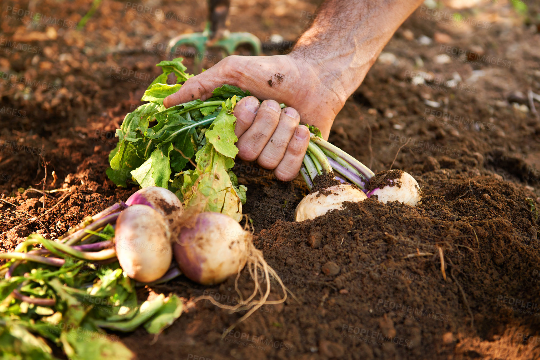 Buy stock photo Hand, radish and soil or gardening vegetables as small business production, agriculture or sustainability. Person, pull and healthy diet in ground or nutrition harvest, farming or organic environment