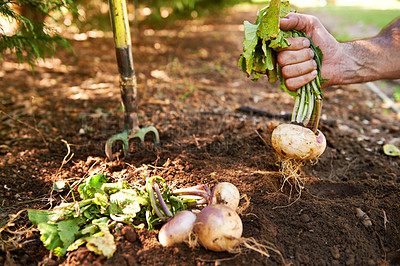 Buy stock photo Turnips being pulled from the earth