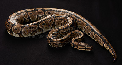 Buy stock photo Shot of a Burmese Python against a black background