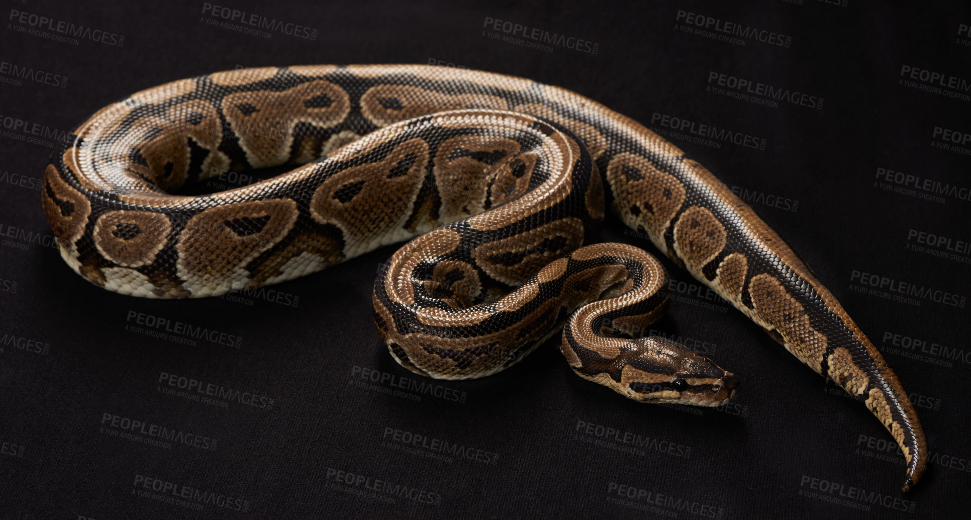 Buy stock photo Shot of a Burmese Python against a black background