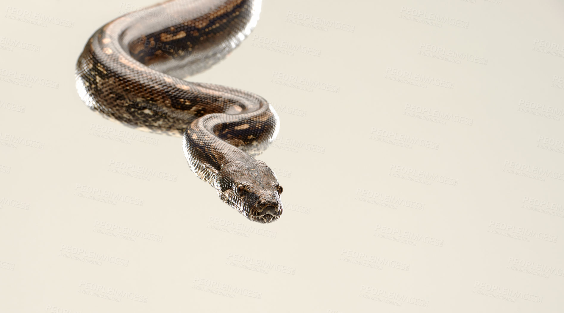 Buy stock photo Closeup, snake and Burmese Python with reptile, movement and natural isolated on a beige studio background. Tropical pet, animal and mockup space with nature and wildlife with biology and unique