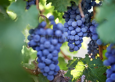 Buy stock photo Vineyard, agriculture and closeup of grapes in nature for harvest, wine and sustainability in Italy. Field, eco friendly and fruit with leaves at countryside for growth, production and farming