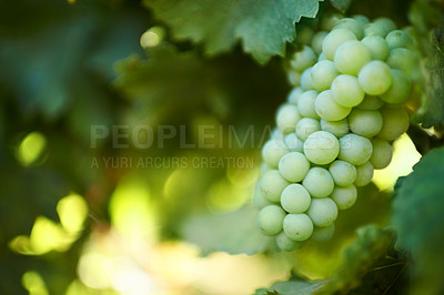 Buy stock photo Closeup image of grapes in a vineyard