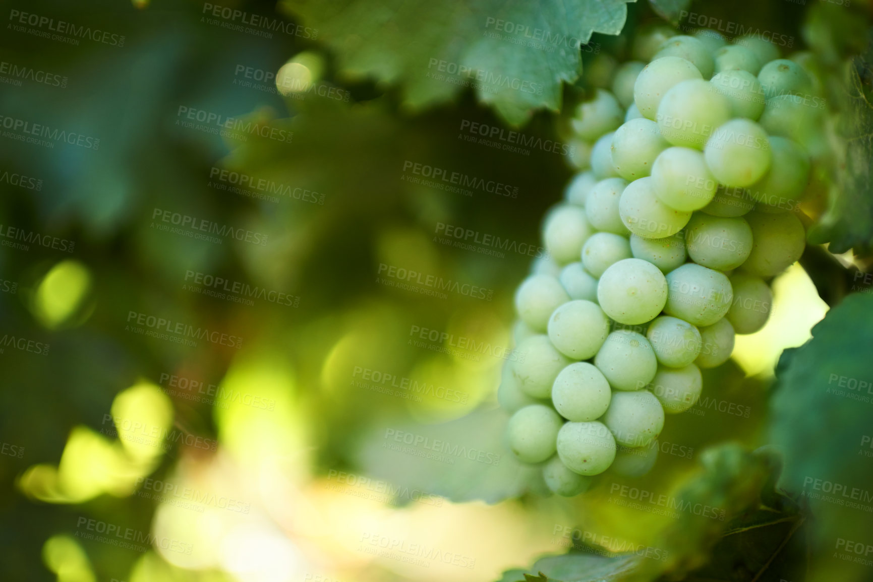 Buy stock photo Closeup image of grapes in a vineyard