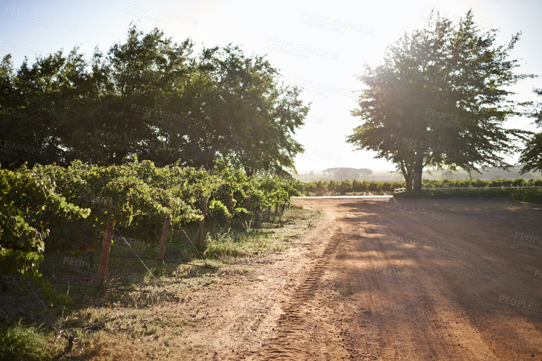 Buy stock photo Vineyard, trees and sustainable environment in outdoors, agriculture and spring on farm or ecology. Rural road, outside and peace or calm in countryside, landscape and traveling on mockup space