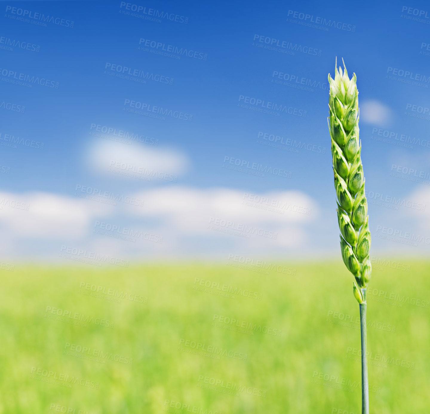 Buy stock photo Cropped shot of a green wheat stalk during the summer