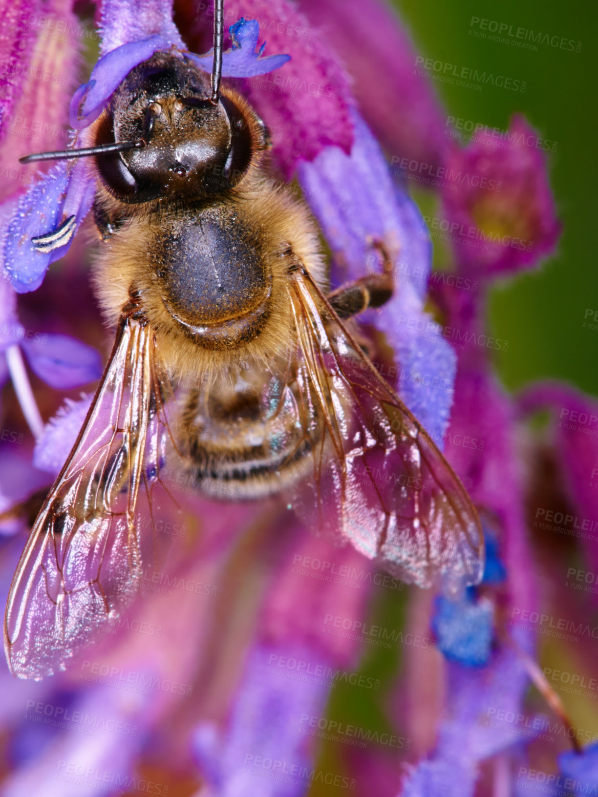 Buy stock photo Closeup, bee on flower and collecting pollen in spring or isolated insect, purple plant and sustainable growth in nature. Bees, summer color and pollinating natural plants for environment in macro 