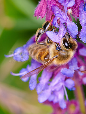 Buy stock photo Bee, closeup on flower for pollen collection in spring or isolated insect, purple plant and sustainable growth in nature. Bees, summer color and pollinating natural plants for environment in macro 