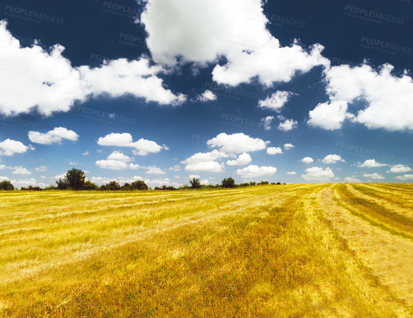 Buy stock photo Grass, landscape and outdoor with sky, clouds and golden field in countryside with summer sunshine. Earth, natural aesthetic and farming land with mock up space on horizon for ecology by background