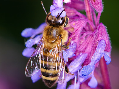 Buy stock photo A closeup of a honey bee on a purple flower