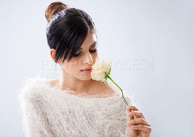 Buy stock photo A young woman sitting in a studio holding a white rose