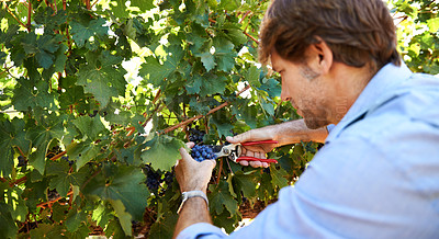 Buy stock photo Winemaker, man and pruning shears for grapes in vineyard with harvest season, growth and agriculture on farm. Wine making, entrepreneur and scissor for viticulture, produce and production of fruit  