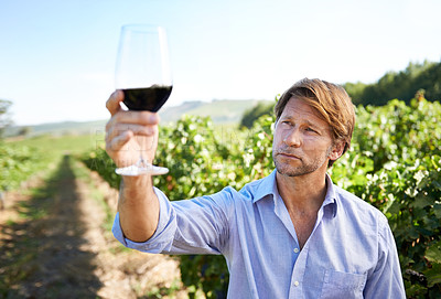 Buy stock photo Man, grape fields and vineyard with glass of wine for quality control, agriculture and sustainable winery. Vintage, red drink and nature in New Zealand, farmer and small business for organic alcohol