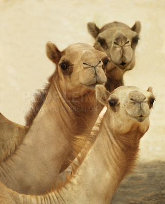 Buy stock photo Portrait, camels and group travel in desert together in nature, summer and heat on journey outdoor with sand. Animals, mammal and face of wildlife in Sahara for tourism or dromedary at zoo in Egypt