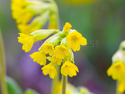 Buy stock photo Nature, spring and yellow flowers blooming in a garden for ecology, gardening and leaf scenery. Sustainable, beauty and floral plants with natural, organic and colorful petals in outdoor environment.