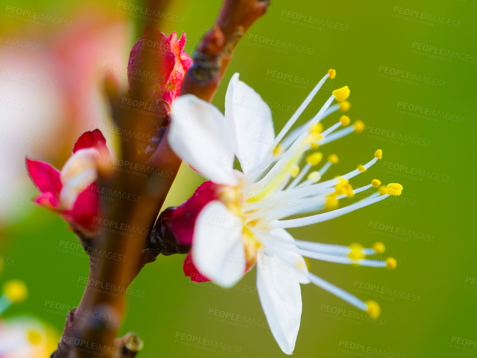 Buy stock photo Plum blossom, closeup and tree in spring with growth, leaves and floral bud or petal outdoor in field. Flower, fruit plant or ecology in China for produce, conservation or horticulture in environment