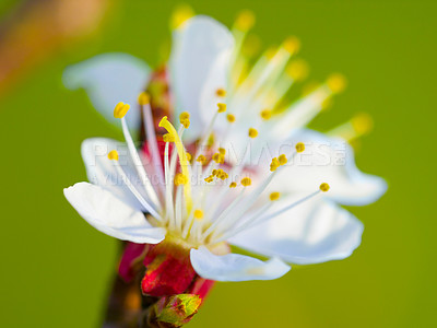 Buy stock photo Nature, spring and beauty, a plum tree blossom closeup, petals and stamen with green background. Garden, flowers and gardening, sustainable environment for plants, growth and a flower in the sunshine