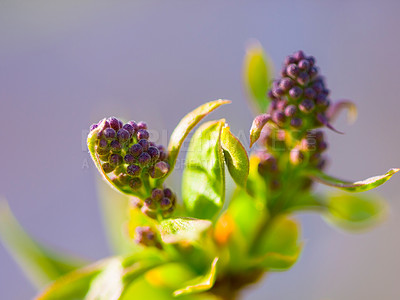 Buy stock photo Cropped shot of a purple flower bud