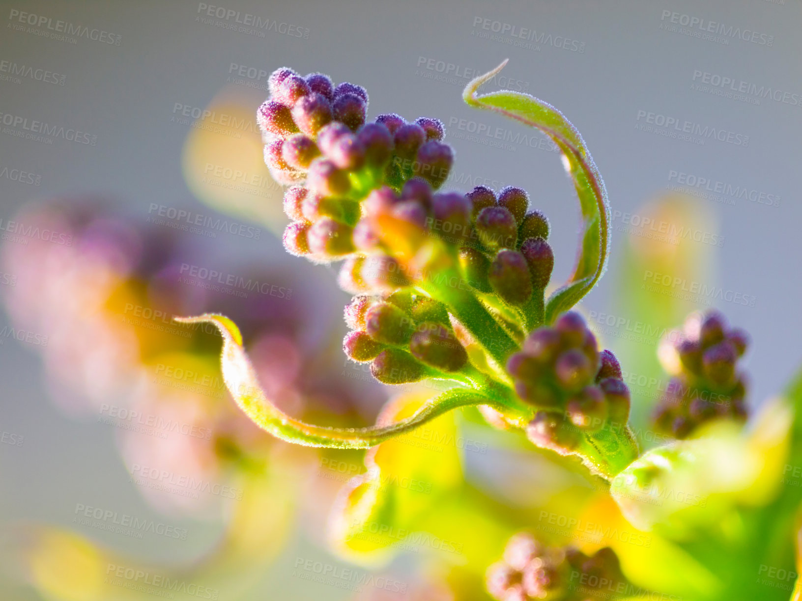 Buy stock photo Lilac flower, nature and sustainability closeup in a garden during spring for plant growth. Earth day, environment and eco friendly with flowers, plants or leaves growing outdoor in a green garden