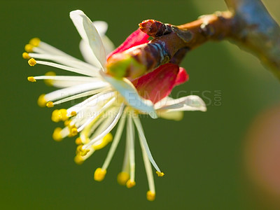 Buy stock photo Flower, nature and spring with a plant growing closeup outdoor for green ecology or sustainability. Garden, environment and an apricot flowering or blooming in the eco friendly countryside outside