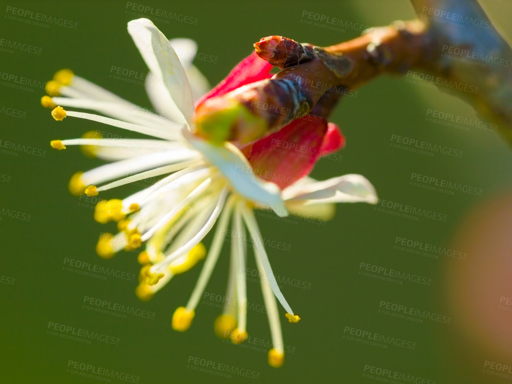 Buy stock photo Flower, nature and spring with a plant growing closeup outdoor for green ecology or sustainability. Garden, environment and an apricot flowering or blooming in the eco friendly countryside outside