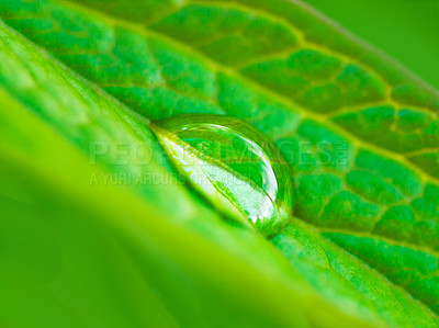 Buy stock photo Closeup shot of a water droplet on a leaf