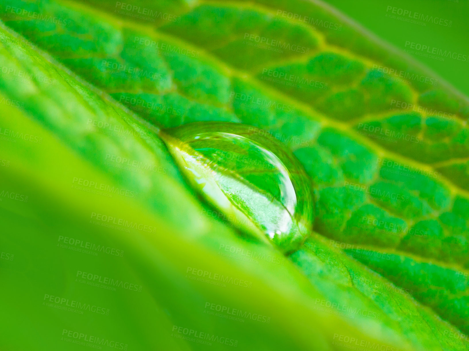 Buy stock photo Closeup shot of a water droplet on a leaf