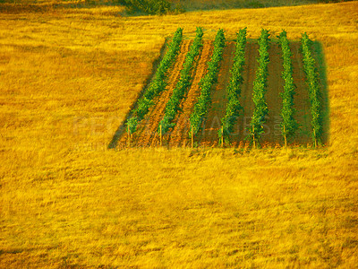 Buy stock photo Sustainability, agriculture and wheat field growth in the countryside, with vibrant green crops at golden sunset. Eco friendly farming and organic produce growing in nature on farm or field outdoors