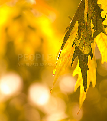 Buy stock photo Autumn, tree and wallpaper of leaves in fall, forest and season in nature or background of plants and bokeh. Yellow, leaf in afternoon or light in the morning, sun or color of countryside in spring