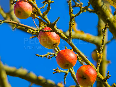 Buy stock photo Apples, hanging and outdoor and branch with nature and sunshine with growth and growing. Agriculture, fruit and leaves in plants with tree, nutrition in summer with ecology for sustainability in spring.