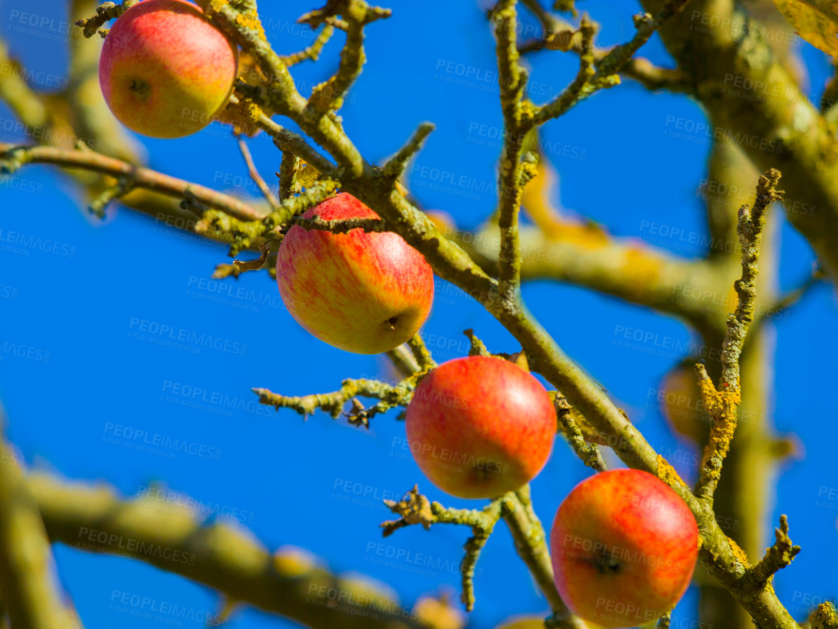 Buy stock photo Apples, hanging and outdoor and branch with nature and sunshine with growth and growing. Agriculture, fruit and leaves in plants with tree, nutrition in summer with ecology for sustainability in spring.