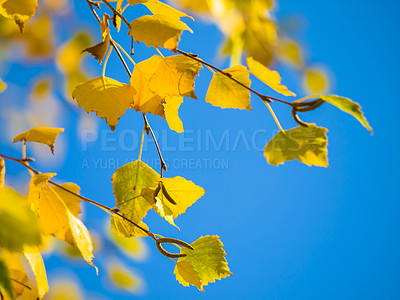 Buy stock photo Nature, sky and plant leaf against a blue background in an outdoor environment. Tree, leaves and growth with sustainable, natural and plants for a wallpaper of a calm, eco and morning climate