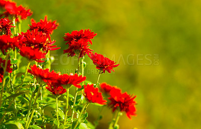 Buy stock photo Flowers, plant and nature with a green floral background during, development and growth season. Beauty, zen and hope of a blossoming red daisy flower in a sustainable environment or garden in spring