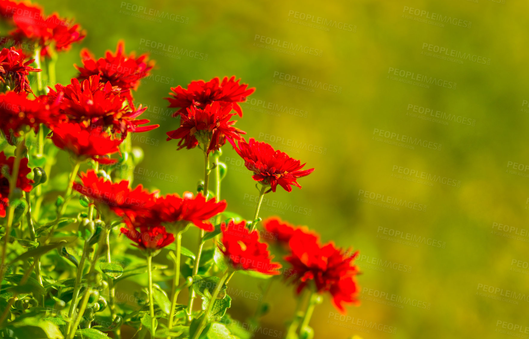 Buy stock photo Flowers, plant and nature with a green floral background during, development and growth season. Beauty, zen and hope of a blossoming red daisy flower in a sustainable environment or garden in spring