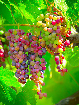 Buy stock photo Fruit, plant and agriculture with grapes on vineyard for growth, sustainability and environment. Nature, summer and ecology with winery in countryside field for farming, harvest and organic produce