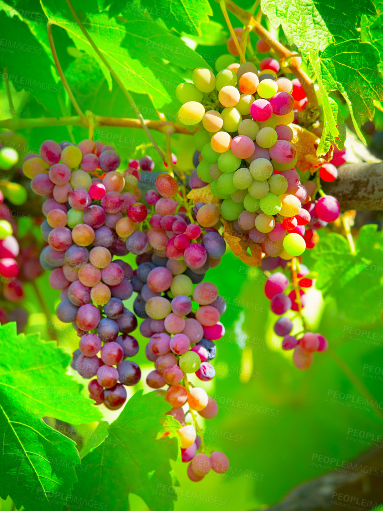 Buy stock photo Fruit, plant and agriculture with grapes on vineyard for growth, sustainability and environment. Nature, summer and ecology with winery in countryside field for farming, harvest and organic produce