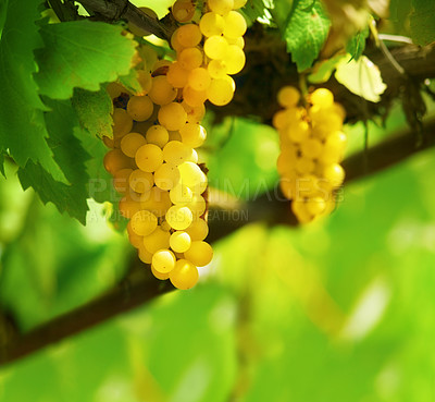 Buy stock photo Nature, fruit and agriculture with grapes on vineyard for growth, sustainability and environment. Plants, summer and ecology with winery in countryside field for farming, harvest and organic produce